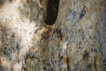 Detail of trunk bark in Kruger National park, South Africa