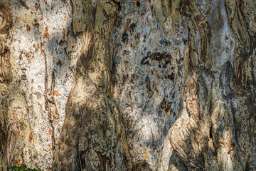 Detail of trunk bark in Kruger National park, South Africa