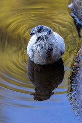 reflection of a dove
