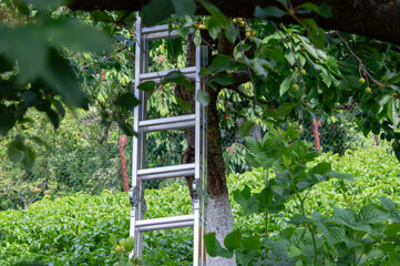 A ladder stands beside a tree in a vibrant garden filled with greenery, indicating preparations for...