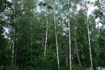 Green trees in the garden, forest landscape.