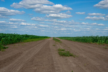 Dirt road runs through fields of green crops under a bright blue sky with fluffy clouds, showcasing...