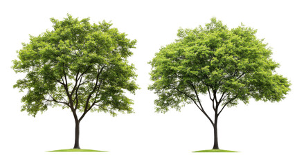 Collection of various tree silhouettes with bare branches and leafy outlines forest elements and natural shapes isolated on white background