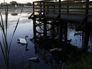 Swans on a lake with cygnets and a wooden bridge in the background