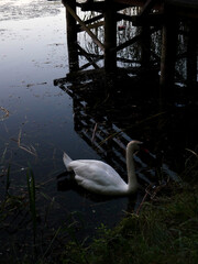 Swans on a lake with cygnets and a wooden bridge in the background