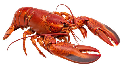 Isolated Red Lobster