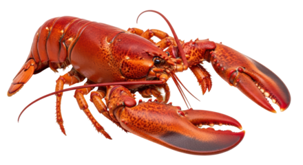 Isolated Red Lobster