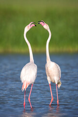 Pareja de flamencos