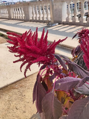 Amaranthus caudatus also known as Amaranthus mantegazzianus is a species of annual flowering plant....