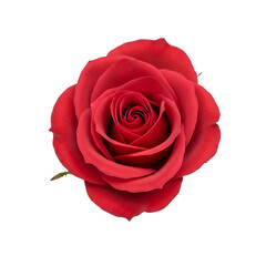 Single Red Rose on Transparent Background