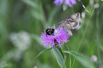 Gammaeule,  Autographa gamma, Falter