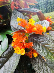 Chrysothemis pulchella also known as sunset bells, black flamingo, copper leaf with dark green leaf color