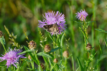 Gammaeule,  Autographa gamma, Falter