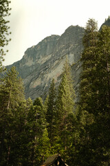 Cabin Roof Among Treetops Below Granite Walls in Yosemite National Park