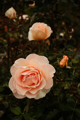 Vintage Pink Rose on Film