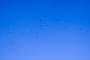 Birds in the sky, blue background