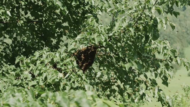 Wild honey bees swarming on a tree branch in nature.