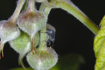 Himbeerblütenstecher,  Anthonomus rubi, Käfer