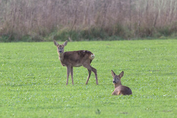 Roe Deer (Capreolus capreolus). Taken near Salisbury, England.