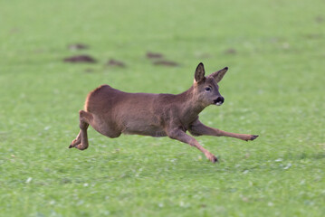 Roe Deer (Capreolus capreolus) running. Taken near Salisbury, England.