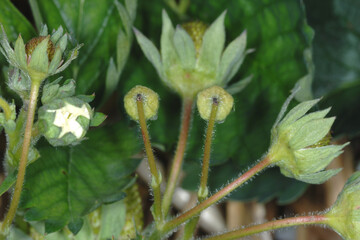 Erdbeerblütenstecher,  Anthonomus rubi