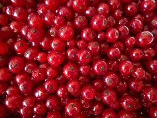Close-up macro of many juicy red currants, showcasing rich color and natural fruit texture.