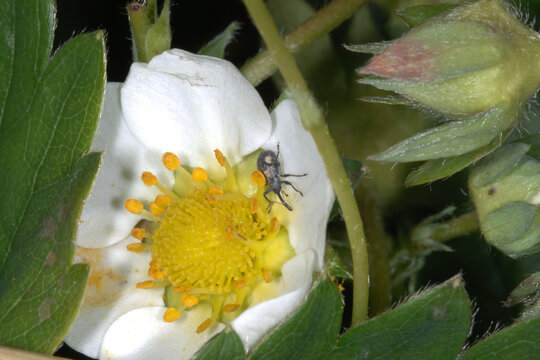 Erdbeerbl&uuml;tenstecher,  Anthonomus rubi
