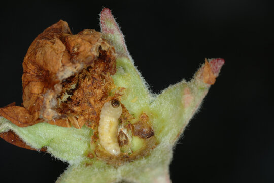 Apfelbl&uuml;tenstecher,  Anthonomus pomorum L.