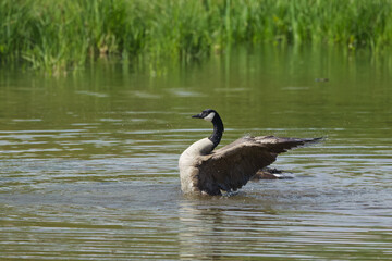 Canada goose with outstretched wings in the pond, Canada goose from the side with outstretched wings, reeds in the pond, sunny day with large goose and large wingspan, Branta canadensis