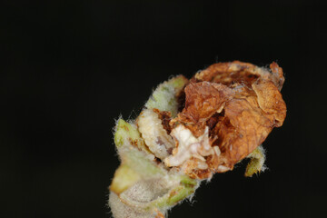 Apfelblütenstecher,  Anthonomus pomorum L.