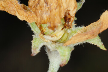 Apfelblütenstecher,  Anthonomus pomorum L.