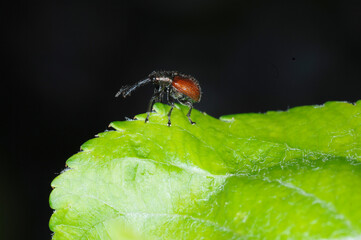 Rotbraune Apfelfruchtstecher, Caenorhinus aequatus