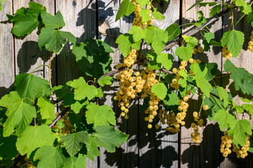 Currant clusters of yellow berries hang from a branch with bright green leaves, casting shadows against a wooden background.Sunlight highlights the foliage and the rustic texture of the wooden planks.