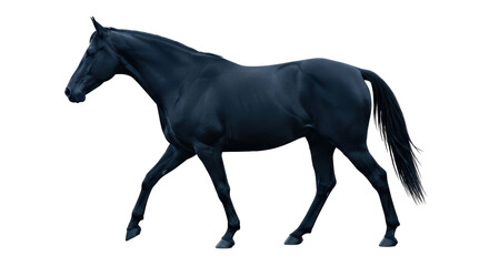 Isolated Black Horse
