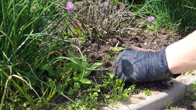 Gardening specialist wearing protective gloves carefully removing unwanted weeds from rich soil using precise hand rake movements, maintaining healthy garden bed with meticulous attention