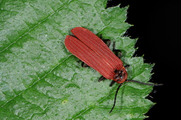 Rotdeckenkäfer,  Platycis minutus