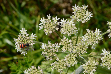 Gemeine  Bienenkäfer, Trichodes apiarius