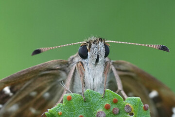 Facial closeup on a brown colored  European Mallow skipper,  Carcharodus alceae