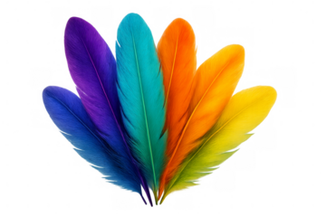 Colorful feathers showing rainbow colors on transparent background