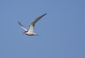 Common Tern in flight from the side, close-up of Common Tern with blue background, red beak, black cap, Sterna hirundo, sunny day and bird in flight
