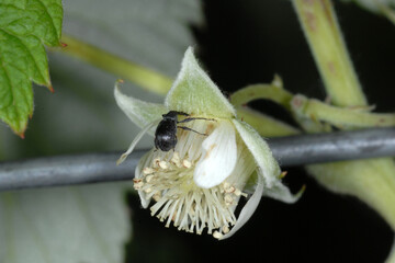 Himbeerblütenstecher,  Anthonomus rubi, Käfer