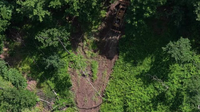 Ruspa apre strada nella foresta
