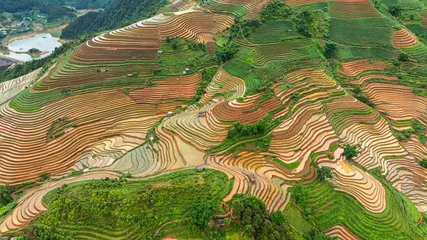 Fototapeten Büffel Water season flows into terraced fields and rice planting begins in Mu Cang Chai, Yen Bai. Photo taken in Yen Bai on June 22, 2025.  © huong