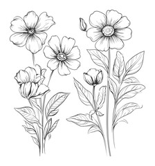 Elegant Wildflower Line Art Drawing with Leaves and Buds
