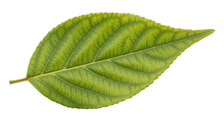 Isolated Single Green Leaf