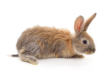 Fototapeta premium Grey small rabbit.