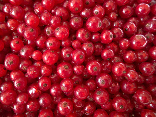Full-frame image of freshly harvested red currants, glossy and ripe with vibrant red tones.