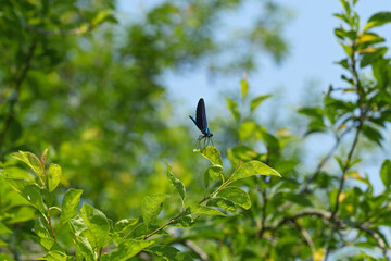 Closeup on a male Beautiful Demoiselle damselfly, Calopteryx virgo on top of a shrub