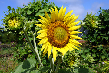 Closeup of an annual sunflower (Helianthus annuus) in a garden setting