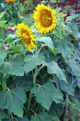Annual sunflower 'Dwarf Incredible', a compact variety